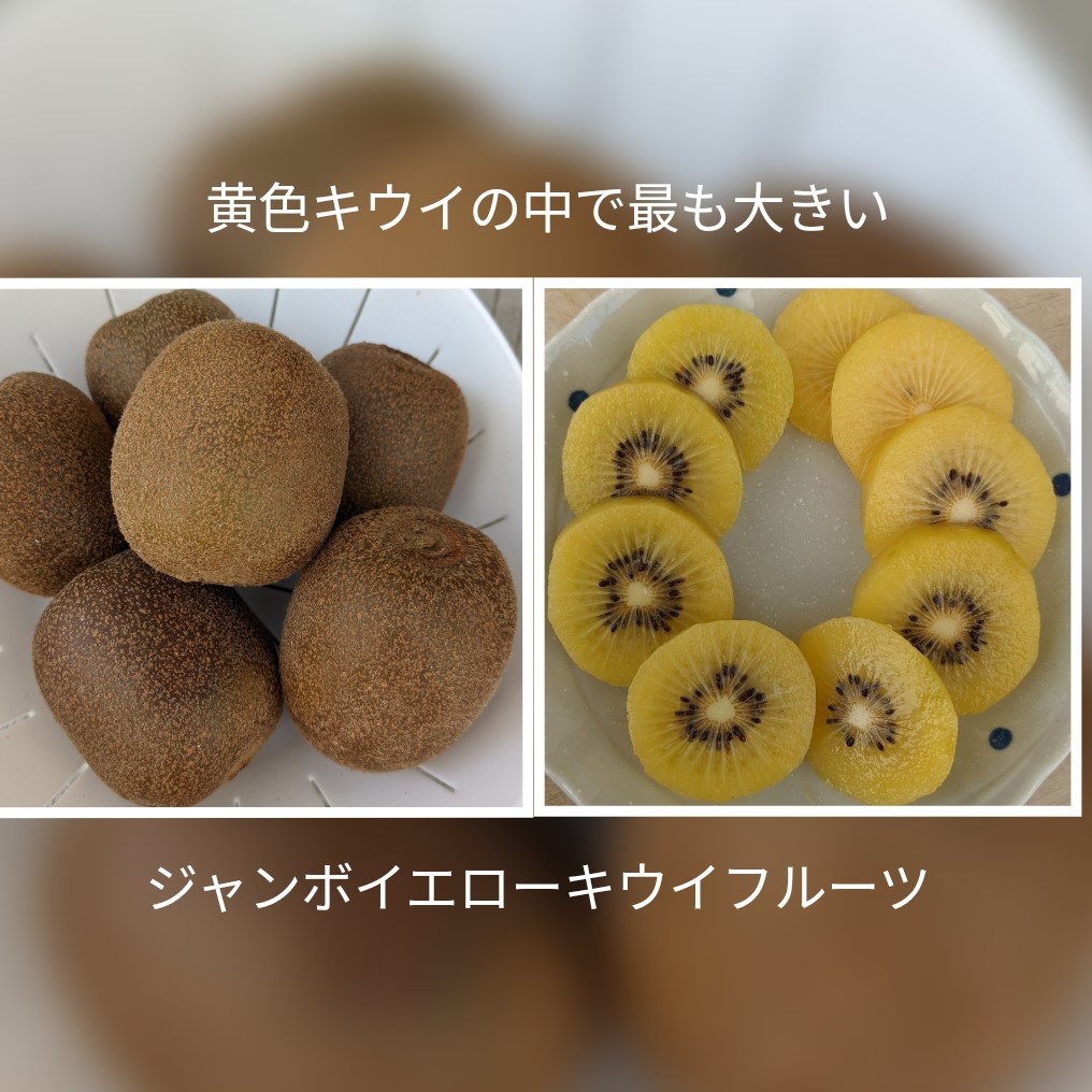 サンプル画像